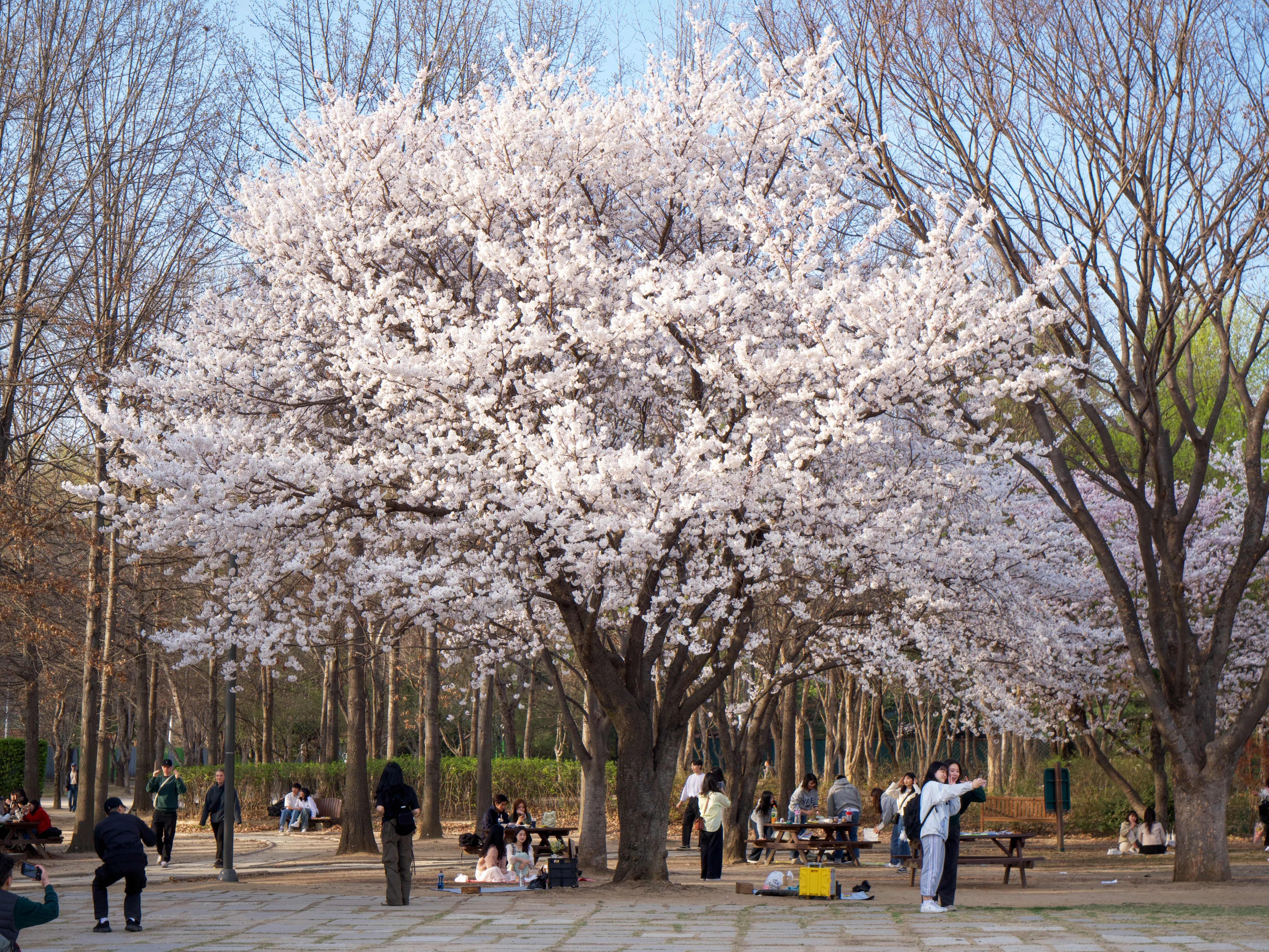 Cherry Blossoms Gallery - Picture 11